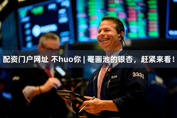 配资门户网址 不huo你 | 罨画池的银杏，赶紧来看！